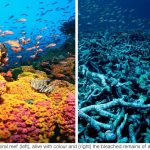 A healthy coral reef