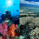 Coral reef
