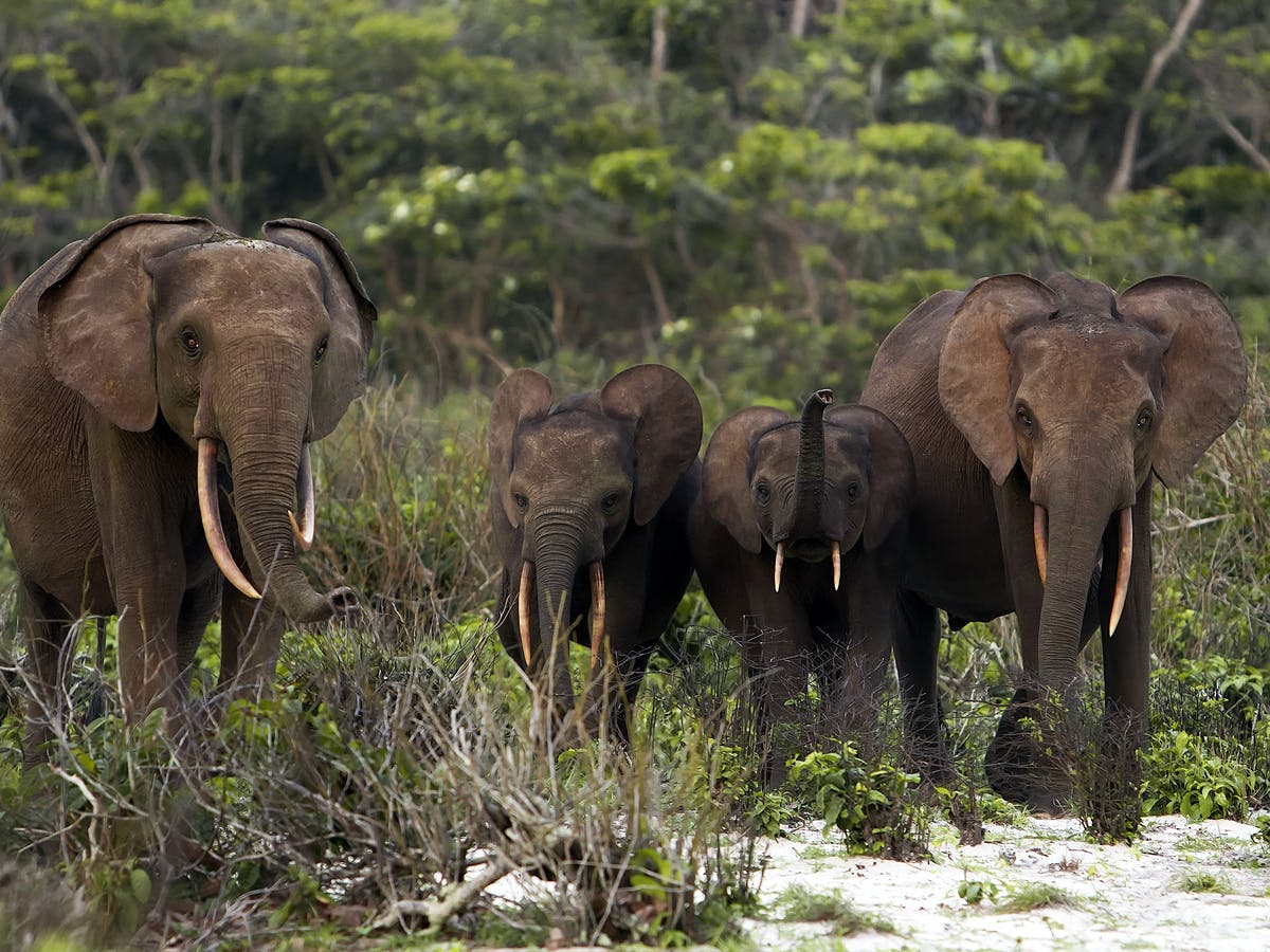 African Forest Elephants: The Hidden Gentle Giants - MozartCultures