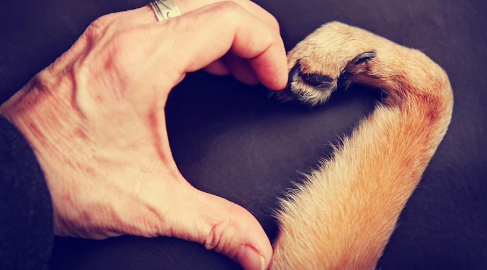 The interaction between human beings and dogs