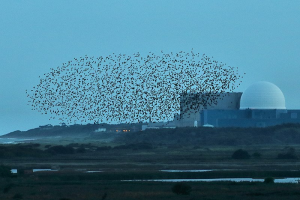 A flock of starlings swoops over an industrial complex.
