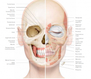 A drawing of a skull showing the postitions for placing depth pegs. 