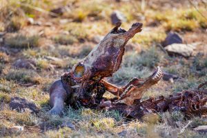 The dry skill of a buffalo