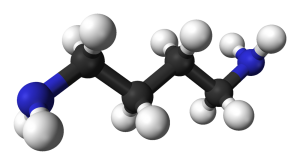 A ball and stick molecular model of putrescine