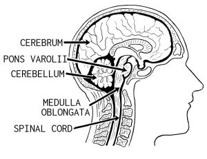 A cut away drawn image slicing through a human head, showing parts of the brain.