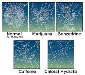 A series of five spider webs showing increasing disorder. Top left a normal web with regular concentric rings. Top middle the irregular rings from mariuana. Top right show more irregular rings from benzedrine consumption. Bottom left the web has random strands from caffeine consumption and finally bottom right even fewer random strands of web from Chloral hydrate consumption.