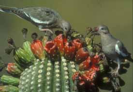 Two doves eating fruit from the saguaro cactus