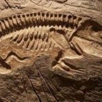 mogolistanda-120-milyon-yillik-dinozor-fosili-bulundu