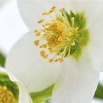 deliligin-zehirli-ilaci-hellebore
